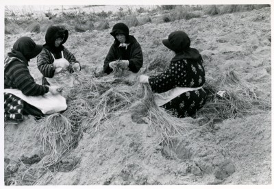 1959年　アスパラガスの苗生産