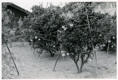 1959年　夏柑の試験栽培