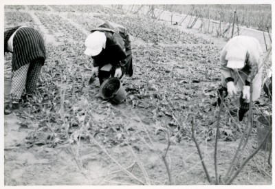 1959年　飛砂によるチューリップの被害２