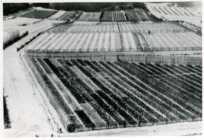 1961年　整地作業の完了した圃場での作物栽培１