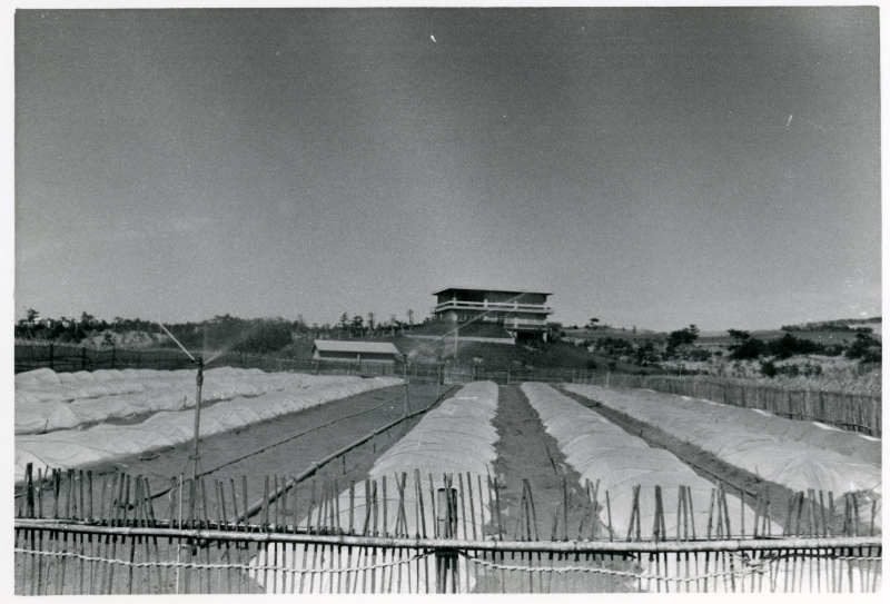 1961年　整地作業の完了した圃場での作物栽培２