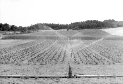 1961年？　圃場での灌がい風景