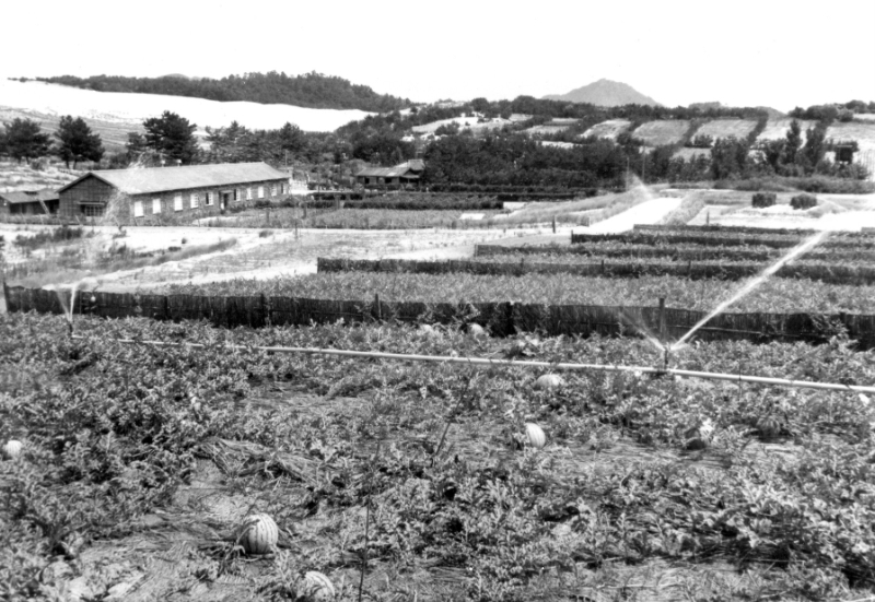 1963年　本館竣工式当日の圃場風景