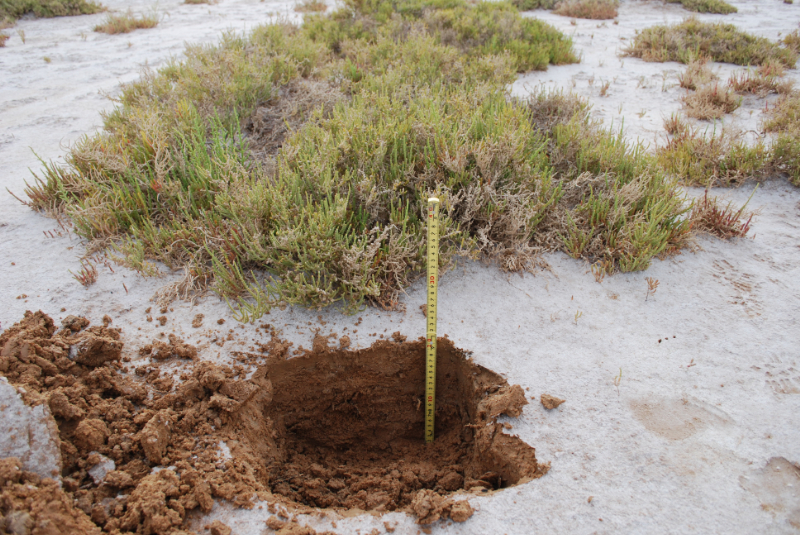 塩湖（Chotte el Jerid）周辺の塩類集積と塩生植物