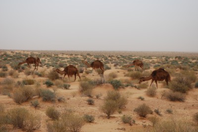 サハラ北限域の砂地植生とヒトコブラクダ