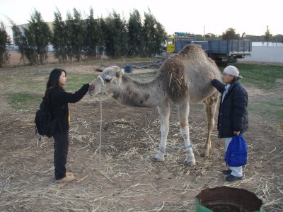 IRAの家畜研究施設で飼われているヒトコブラクダ