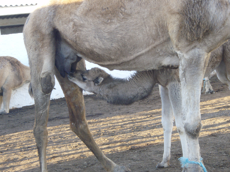 母親のミルクを飲む子ラクダ