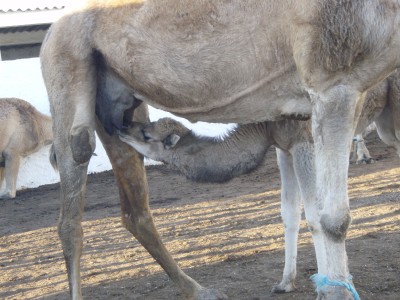 母親のミルクを飲む子ラクダ