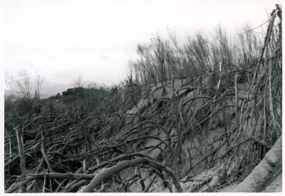 1973年　ニセアカシア防風林帯の被害