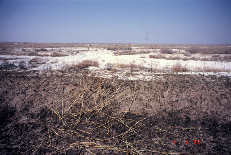 灌漑農地に隣接する原野の塩類集積（イエルタイ灌漑区に隣接する未利用地）