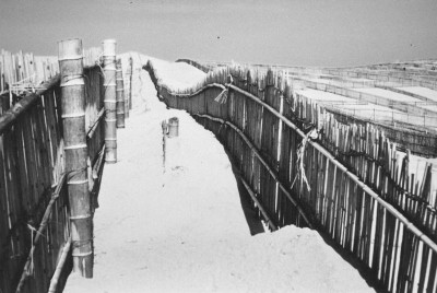 1952年頃、堆砂垣の設置による人工砂丘の造成