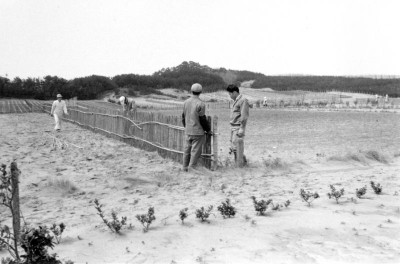 1966年　静砂垣の設置作業