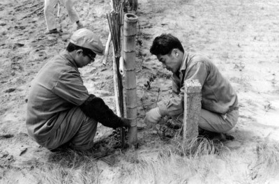 1966年　静砂垣の設置作業