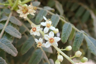 ニュウコウジュの花