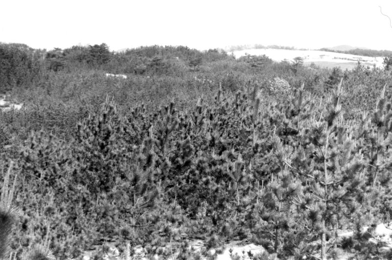 1971年　植栽されたクロマツ