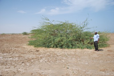 Port sudanの塩類集積地に生えるマメ科植物のプロソピス