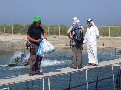 海洋環境研究所では魚の養殖の研究もしています。