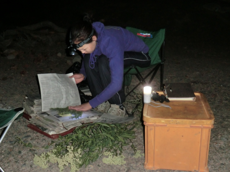 調査を終えて、深夜まで植物標本の作製をする農業大学の学生