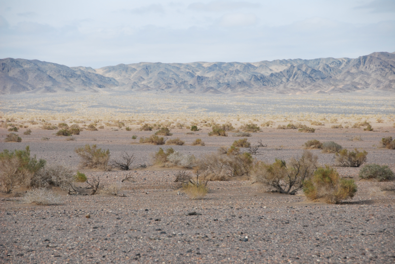 Great Gobi A 厳重保護区の植生景観