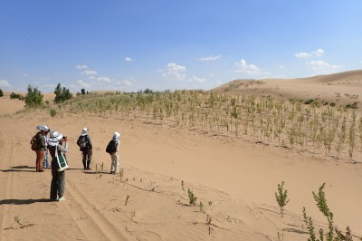 庫布斉砂漠での植栽実験