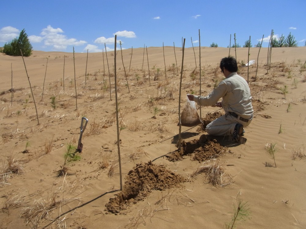 植栽木への菌根菌土壌添加実験を行う谷口博士