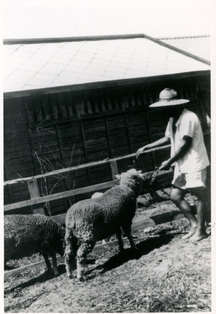 1949年砂丘地でのめん羊の飼育実験