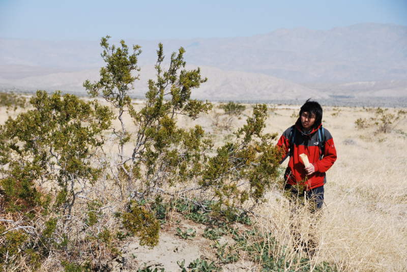 Creosote bush の葉のサンプリングを行う今田博士