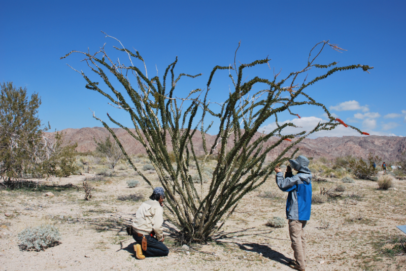 Joshua tree national parkにて