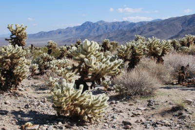 Joshua tree national parkのサボテン