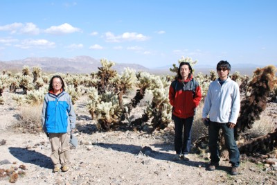 Joshua tree national parkのサボテンと