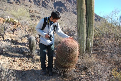 Sonoran desert のサボテンと