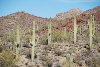 Sonoran desert のサガロサボテン