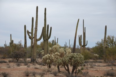 Sonoran desert の砂漠植生