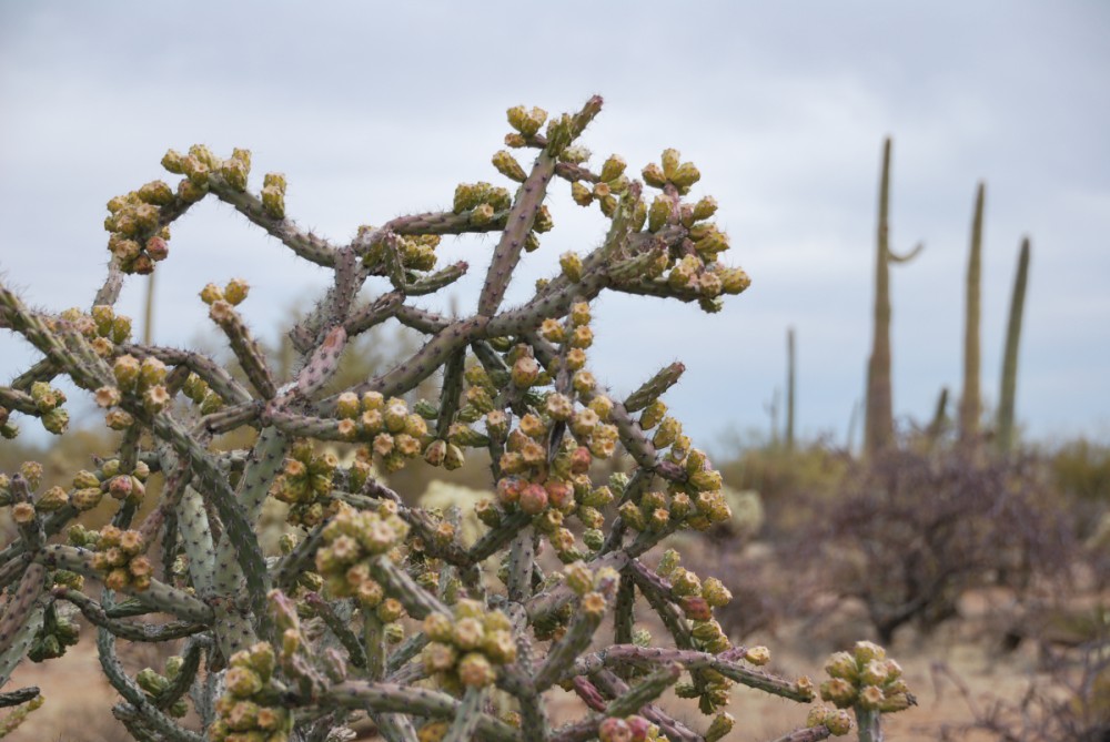 Sonoran desert のサボテン