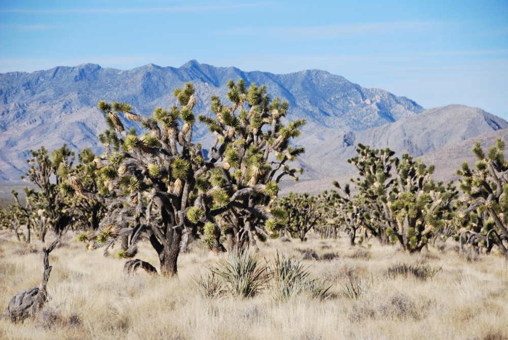 Mojave National PreserveのJoshua tree