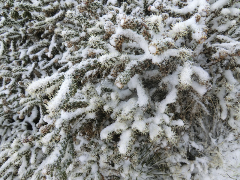 雪の中のサボテン