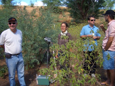 Caatinga 植生構成樹種の光合成測定