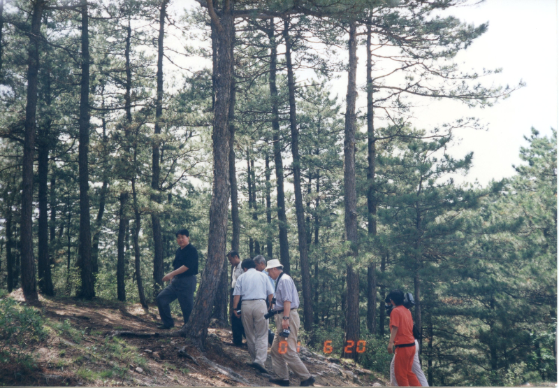 医巫閭山のアブラ松林