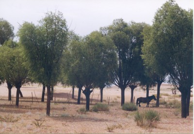 ヤナギ（旱柳）の植林地