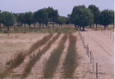 砂柳（手前）と旱柳の植林地