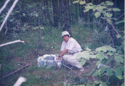 油松の樹液流測定を行う小林博士（千葉大）