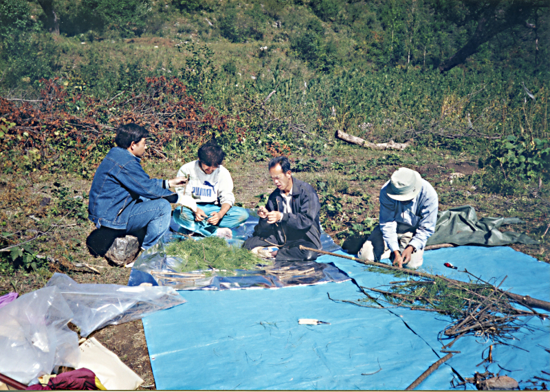 霊空山での油松バイオマス調査  