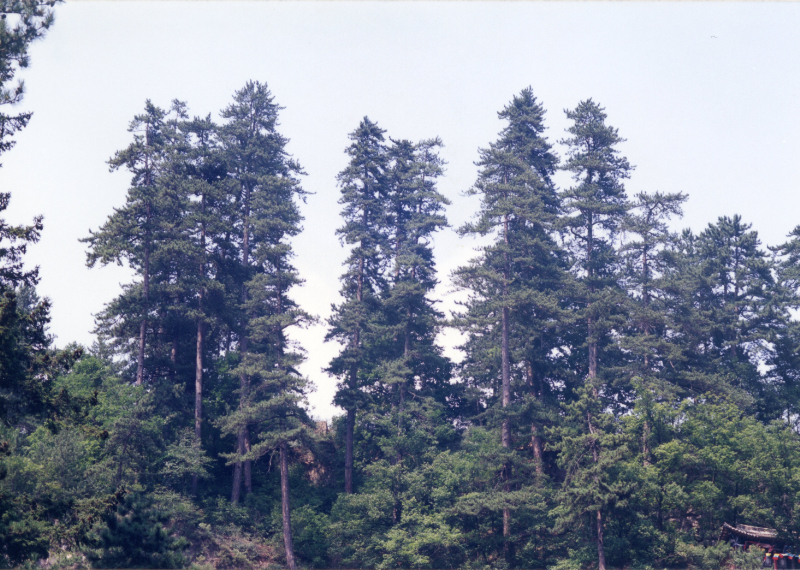 太岳山霊空山林場管内聖寿寺の油松巨木群