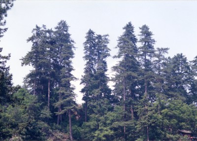 太岳山霊空山林場管内聖寿寺の油松巨木群