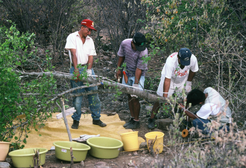 Caatinga 植生のバイオマス調査