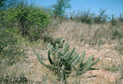 Caatinga 植生のサボテン