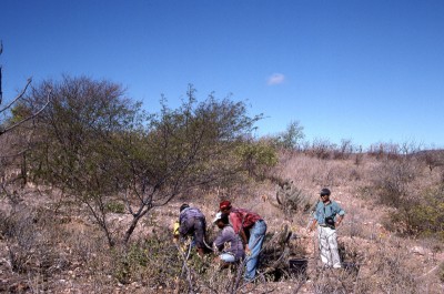 Caatinga 植生のバイオマス調査