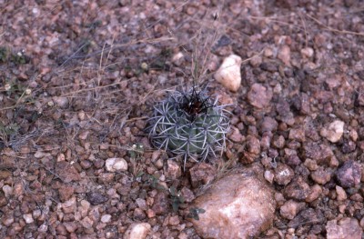 Caatinga 植生のサボテン