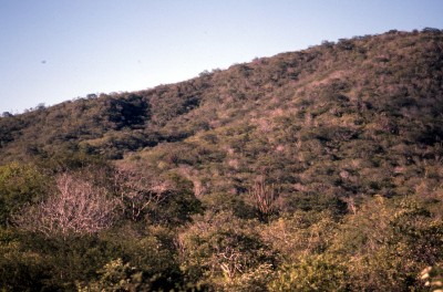 Caatinga 植生