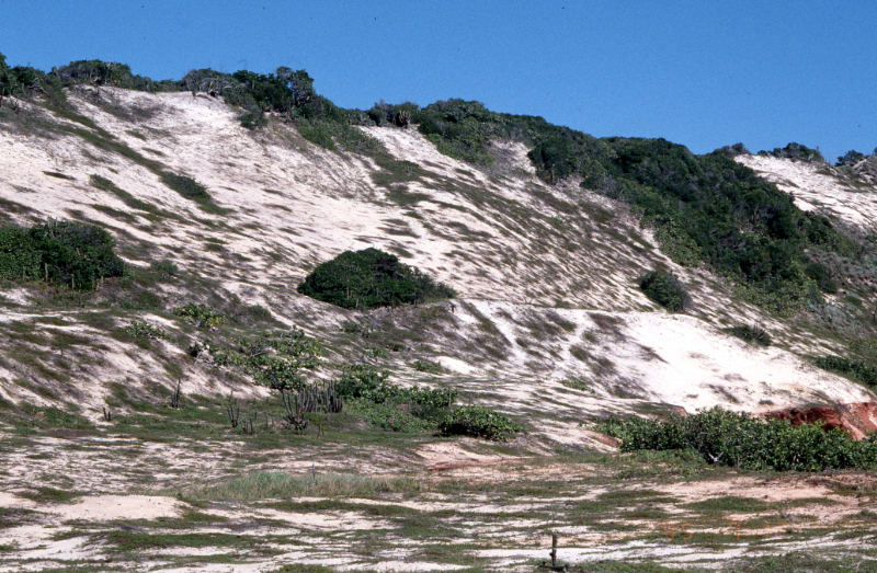 海岸砂丘植生